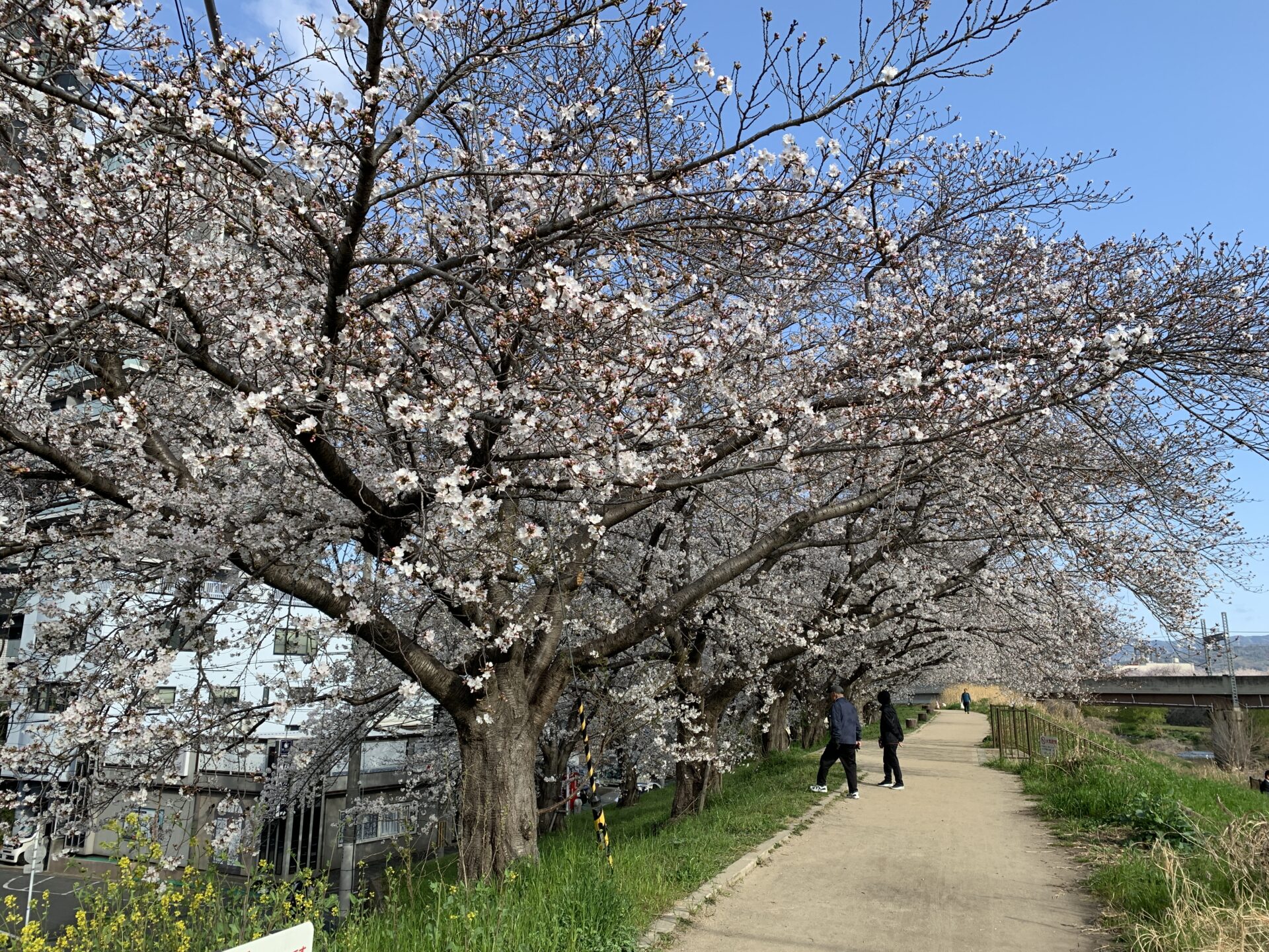 枚方市 天の川の桜開花「ただいま7分咲きです」